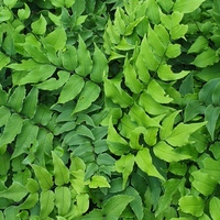Cyrtomium fortunei clivicola